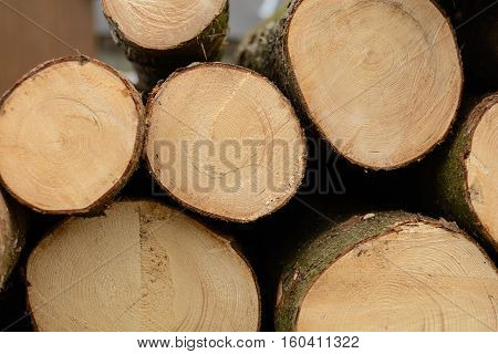 Felled trees show their annual rings close-up at the cut surface