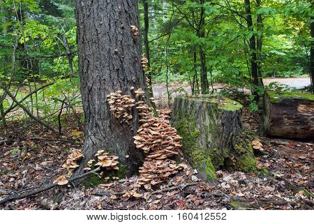 Autumn honey fungus growing on a tree trunk and stum, Hiawatha National Forest, Michigan, USA