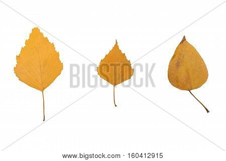 hree yellow autumn leaf on a white background