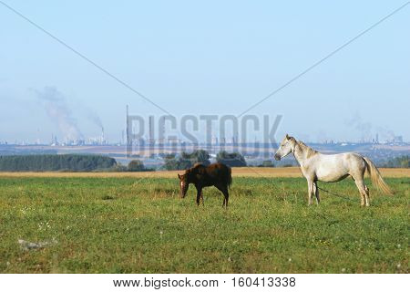 Horse With A Foal