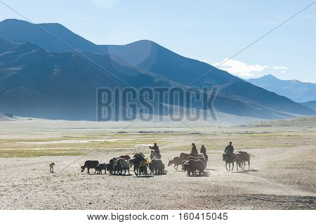 Tibetan nomads travelling with hourses and yaks. Ladakh highlands, India.