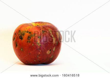Single organic red apple isolaed on white background