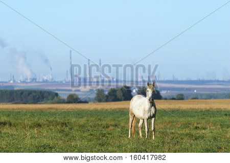 Horse With A Foal