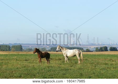 Horse With A Foal