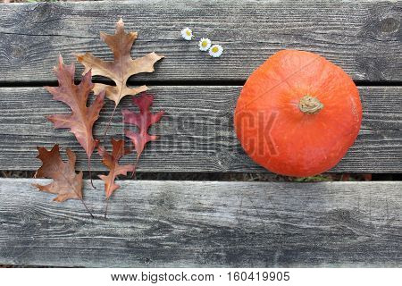 pumpkin on the wood at the park