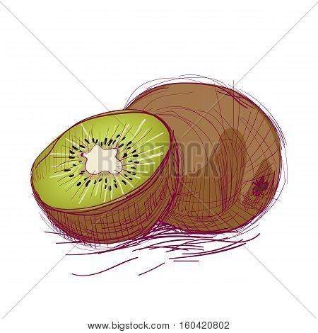 Vector fresh sketch. Fruit kiwi Color illustration