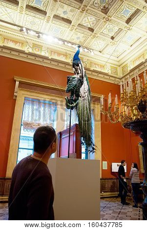 St Petersburg, Russia, Dec 1, 2016: Man look at the peacock on the sceleton near painting in Hermitage  Exhibit of temporary modern art exhibition 