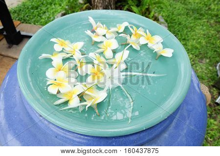 Plumeria flowers on water in the bowl decoration in gaden Thailand