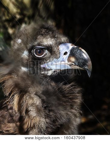 Cinereous vulture, black vulture or monk vulture portrait close up