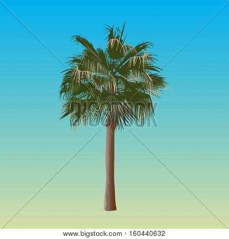 Palm tree in color on a gradient background