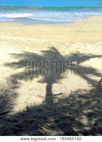 Beach Scene with Palm Tree Shadow on Sand with Ocean in Background
