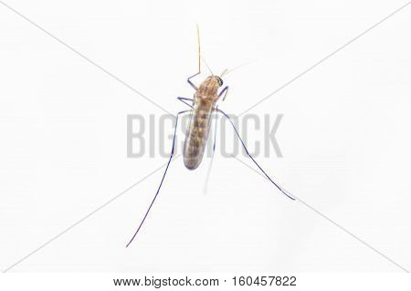 A mosquito bite, an insect sits on his arm.