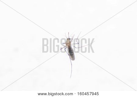 A mosquito bite, an insect sits on his arm.
