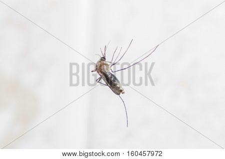 A mosquito bite, an insect sits on his arm.