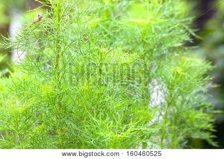 Real lizard resting on a wet green leaf with blur background