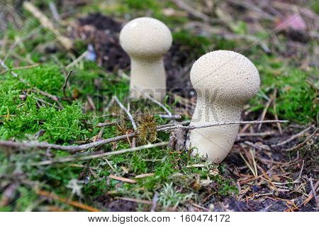 Lycoperdon marginatum mushroom growing in forest ground. known as the peeling puffball