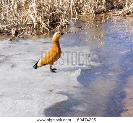 Mandarin Duck On Winter Pond
