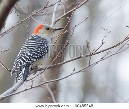 Male red-bellied woodpecker perhed on a tree branch.