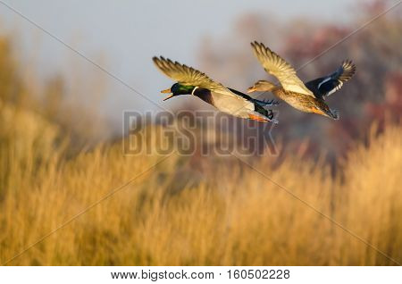 Mallard Ducks Flying Over the Autumn Countryside