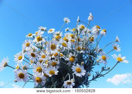beautiful bouquet with set of white camomiles