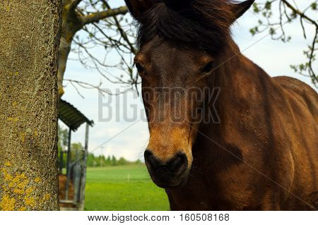 a brown iceland horse standing on the pasture and green medow