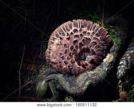 background Sarcodon imbricatus adherent fungus on stump