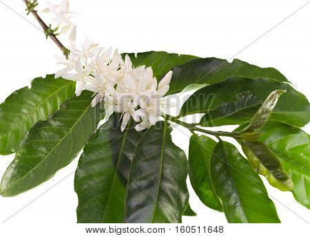 Coffee tree blossom with white flowers. Coffea is a genus of flowering plants belonging to the family Rubiaceae.