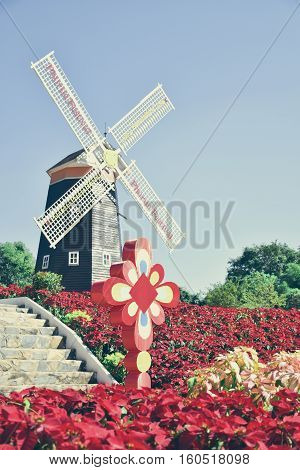 Red christmas flowers are bloom in Phurua festival Thailand.