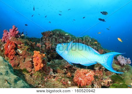 Parrotfish fish