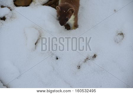 A Curious Ermine On Top Of The Mountain Pass.