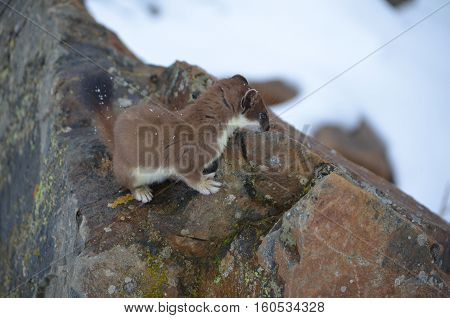 A Curious Ermine On Top Of The Mountain Pass.