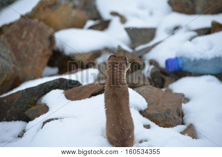 A Curious Ermine On Top Of The Mountain Pass.