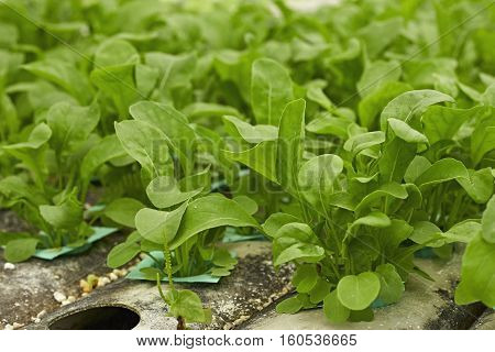green hydroponic vegetable in farm. natural, phonic,