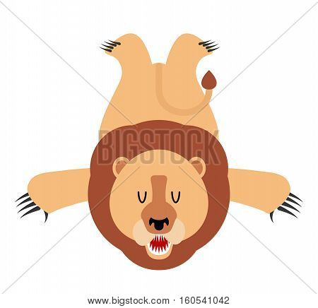 Lion Skin Carpet Trophy Hunter Isolated. African Leo Predator. Fur Carpet
