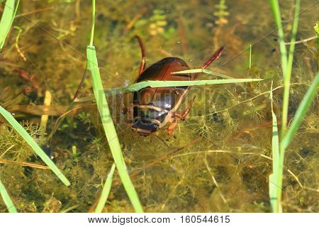 Water Beetle In Natural Lagoon