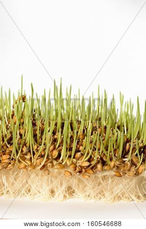 Fresh sprout wheat seeds with roots and green leafs