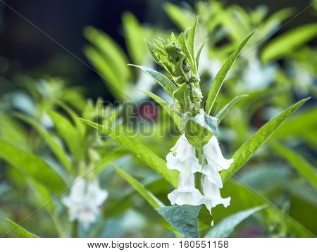 fresh closeup sesame plant field In Thailand