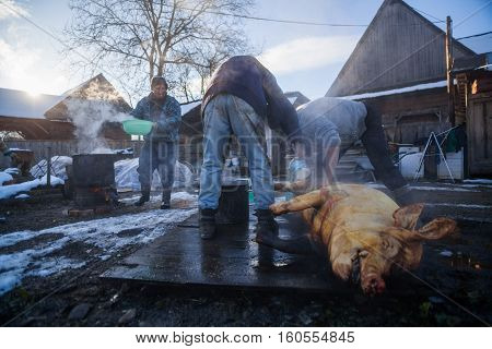 Sieu Romania - November 19 2016: Men wash a pig after slaughtering it as a Romanian tradition before Christmas.