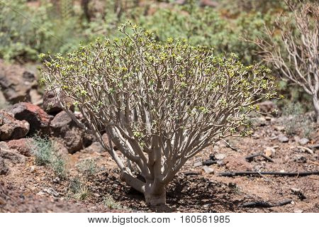 bush of Euphorbia balsamifera tabaiba dulce native to Canary Islands