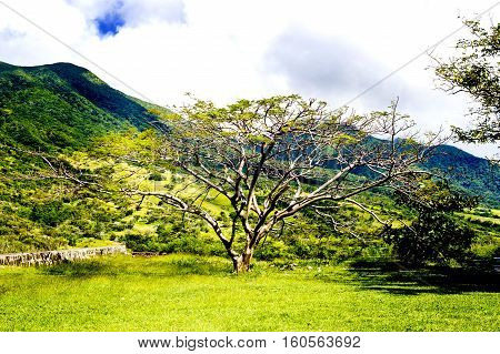 Tree at the plateau of volcanic mountain