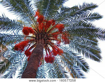 View Of Underneath Side Of Date Palm