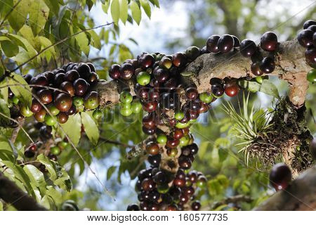 Jabuticaba