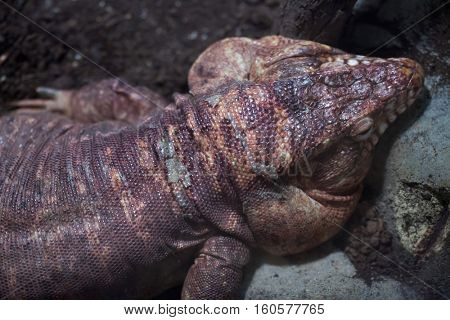 Argentine red tegu (Tupinambis rufescens), also known as the red tegu.