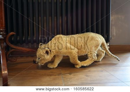 Lion calf goes on wooden floor near hanger indoor and sniffs