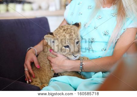 Beautiful woman with bracelet holds calf of lion indoor, noface, close up