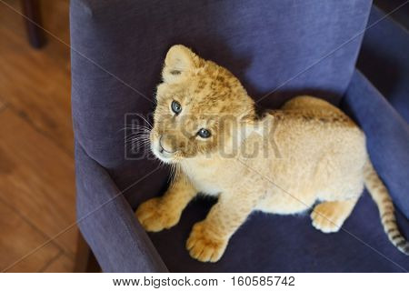 Lion calf looks up and stands on soft armchair indoor, top view