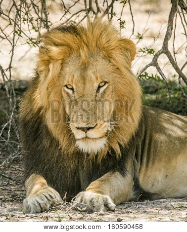 portrait of a wild male lion resting in the bush in Kruger national park, South Africa