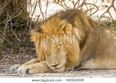 portrait of a wild male lion resting in the bush in Kruger national park, South Africa