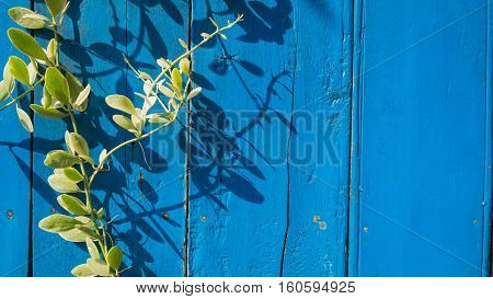 Blue wooden background with ivy for note or add
