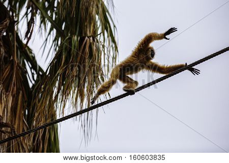 Lar Gibbon or a white handed gibbon (Hylobates lar) plays on a rope in a zoo.